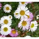 Erigeron Profusion 5