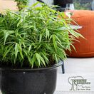 Buy Fargesia murieliae Rufa (Fountain bamboo) online from Jacksons Nurseries.