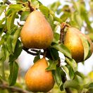 Pear  Concorde
