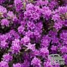 Buy Rhododendron Ramapo online from Jacksons Nurseries.