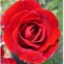 Buy Rosa 'Ruby Anniversary' (Patio Rose) online from Jacksons Nurseries