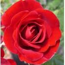 Buy Rosa 'Ruby Anniversary' (Patio Rose) online from Jacksons Nurseries