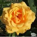 Buy Rose 'Simply the Best'(Standard, 90-120cm stem) online from Jacksons Nurseries