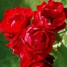 Buy Rose 'Lili Marlene' (Floribunda) online from Jacksons Nurseries