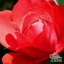Buy Rosa 'Ruby Anniversary' (Patio Rose) online from Jacksons Nurseries