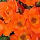 Rose 'Warm Welcome' 2