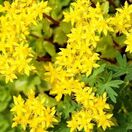 Sedum acre Aureum 7