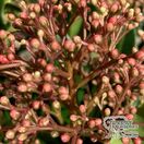 Buy Skimmia japonica Rumbo (Japanese Skimmia (Male) online from Jacksons Nurseries.