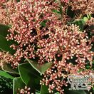 Buy Skimmia japonica Rumbo (Japanese Skimmia (Male) online from Jacksons Nurseries.