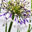 Agapanthus Fireworks