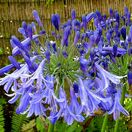 Agapanthus Jacks Blue