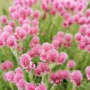 Antennaria
