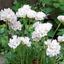 Armeria maritima Alba 1