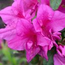 Azalea Bloom-a-thon Purple