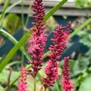 Bistorta amplexicaulis Blackfield