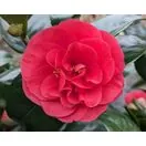 Camellia Lady Campbell plant