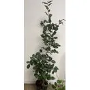 Camellia Lady Campbell plant