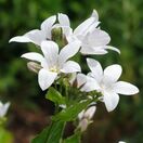 Campanula Alba