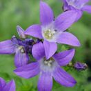 Campanula poscharskyana