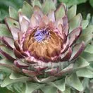 Cynara cardunculus