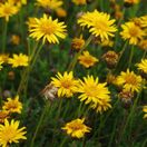 Haplopappus glutinosus