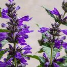 Nepeta Neptune