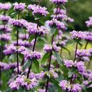 Phlomoides tuberosa Amazone 1