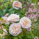 Rose Emily Bronte