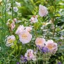 Rose Emily Bronte
