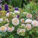 Rose Emily Bronte