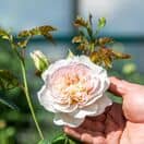 Rose Emily Bronte
