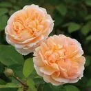 Rose The Lady Gardener