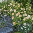 Rose The Lady Gardener