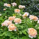 Rose The Lady Gardener