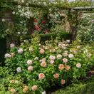 Rose The Lady Gardener