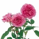 Rose The Mayflower
