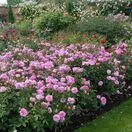 Rose The Mayflower