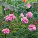 Rose The Mayflower