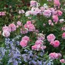 Rose The Mayflower