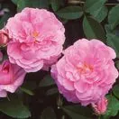 Rose The Mayflower