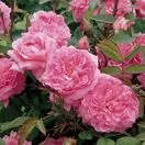 Rose The Mayflower
