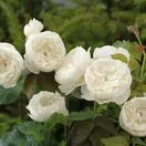 Rose William and Catherine