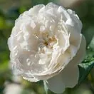 Rose William and Catherine