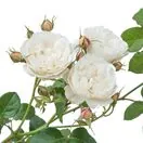 Rose William and Catherine