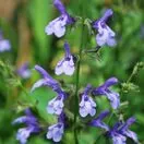 Salvia African Skies