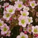Saxifrage Appleblossom Pixie