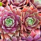 Sempervivum Hybrids