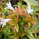 Abelia x grandiflora 'Kaleidoscope'