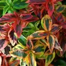 Abelia grandiflora Kaleidoscope 2