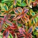 Abelia grandiflora Kaleidoscope 3